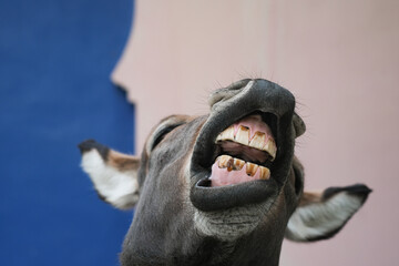 Funny Donkey Laughing and smile.close up donkey teeth.