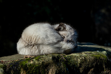 un renard polaire qui dort en boule sur un rocher au soleil