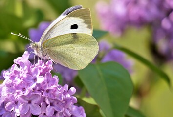 White butterfly and lilac flower