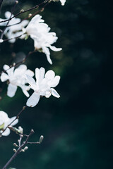 branch of blooming magnolia with white flowers. spring garden the first flowering trees. fragrant delicate flowers. wallpaper for mobile phone