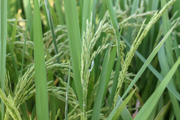 beautiful light green rice fields use as background