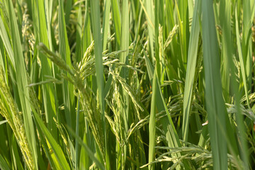 beautiful light green rice fields use as background