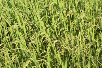 beautiful light green rice fields use as background