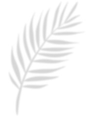 shadow leaf backdrop png © bentoe