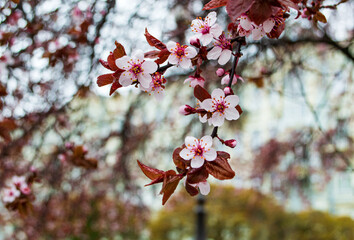 Flowering branches of ornamental cherries
