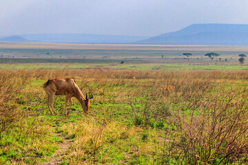 Coke's hartebeest (Alcelaphus buselaphus cokii) or kongoni in Serengeti national park in Tanzania, Africa