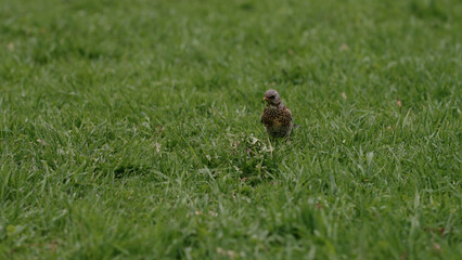 FieldFare bird searching for food on a grass field