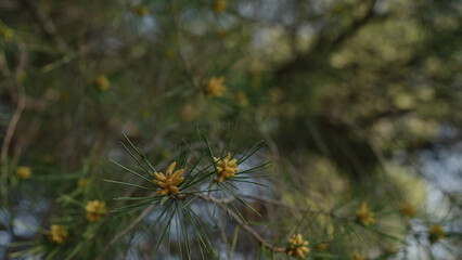 blossoming stone pine tree closeup