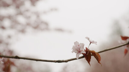 handheld shot of cherry blossom in spring