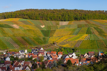 Vineyard with rows of grape vines in Germanys region Baden-Wuerttemberg