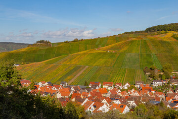 Vineyard with rows of grape vines in Germanys region Baden-Wuerttemberg