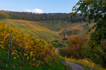 Vineyard with rows of grape vines in Germanys region Baden-Wuerttemberg