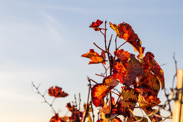 Vineyard with rows of grape vines in Germanys region Baden-Wuerttemberg