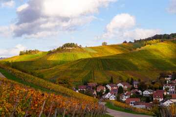 Vineyard with rows of grape vines in Germanys region Baden-Wuerttemberg