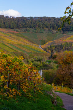 Vineyard with rows of grape vines in Germanys region Baden-Wuerttemberg