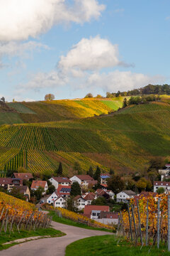 Vineyard with rows of grape vines in Germanys region Baden-Wuerttemberg