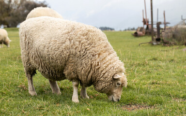 Obraz na płótnie Canvas Sheep graze outdoors in New Zealand. Small cattle, animal husbandry.