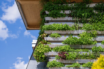 Green facade on a modern house -plants used as natural heat regulation or air condition