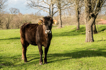 Young bull calf closeup on green grass meadow in countryside farm