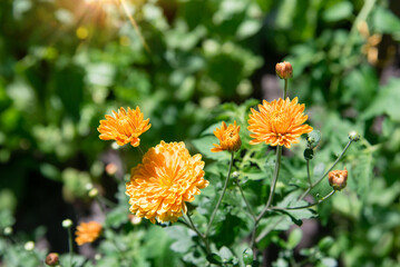 Yellow chrysanthemum bushes in the park. Selective focus on a beautiful bush of blooming flowers and green leaves under sunlight in summer.