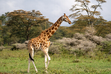Giraffe in the grass in Lake Nakuru National Park, Kenya, Africa.