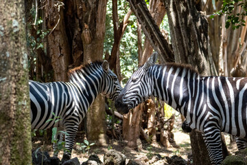 Zebras in the woods in Lake Navaisha National Park, Kenya.