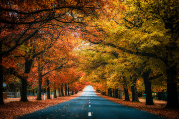 Scene of the Honour Avenue with the maple trees turning red in Mt Macedon in Autumn