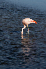 Fototapeta na wymiar Photo of a pink flamingo