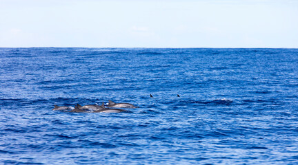 Obraz premium Some dolphins swimming in La Reunion