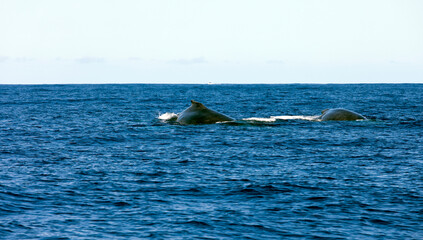 A big whale swimming in La Reunion