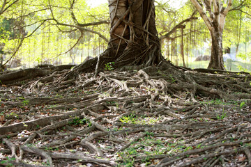 Wooden Bark in the garden , Close up Texture