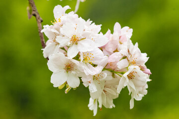 white cherry blossom