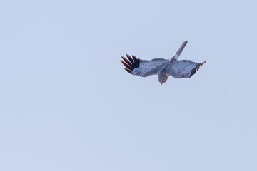 Fototapeta na wymiar Male hen harrier (Circus cyaneus) flying in spring, Isle of Mull, Scotland