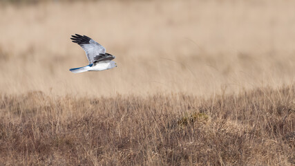 hen harrier (Circus cyaneus), Isle of Mull, Scotland