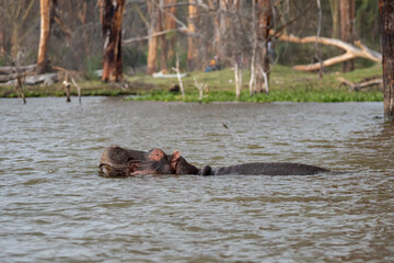 Hippo in a lake swimming, Lake Navaisha National Park, Kenya.