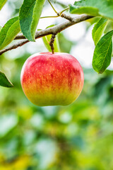 A fresh apple grow in the orchard