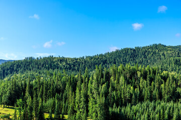 Green forest natural landscape on the mountain in summer