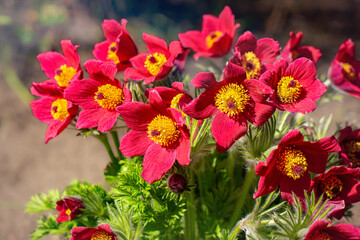 Red pulsatilla flower in the summer garden