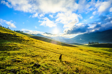 Beautiful grassland natural scenery in Xinjiang, China. A dog lay on the grass looking into the distance.