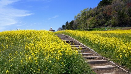 翠波高原の菜の花畑【愛媛県四国中央市3