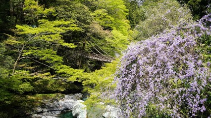 祖谷のかずら橋と山藤【徳島県三好市西祖谷】2
