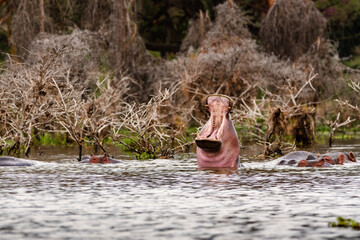 Hippo opening the mouth in a lake in Africa.