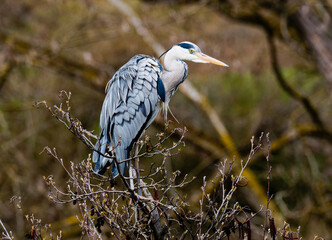 Gray heron (ardea cinerea) perching on branch