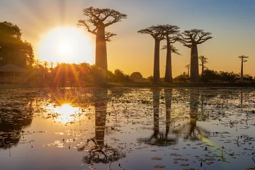 Fototapeten Beautiful Baobab trees at sunset at the avenue of the baobabs in Madagascar. © Picturellarious