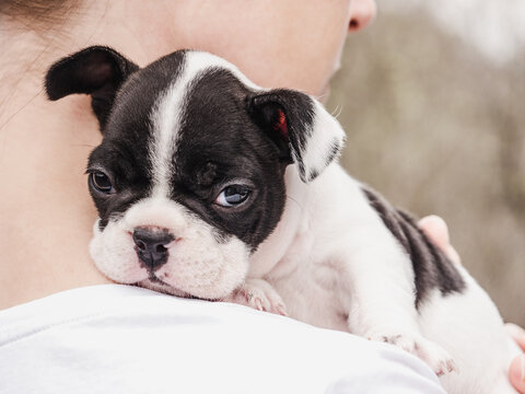 Cute puppy lying on a woman's shoulder. Clear, sunny day. Close-up, outdoors. Studio photo. Day light. Concept of care, education, obedience training and raising pet