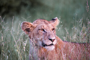 Inquisitive lion cub in tall grass,Kruger national park, South Africa 