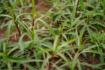 植物、春、緑、自然、日本、東京、野外、4月、5月、可愛い、カラフル、緑、グリーン、スプリング、葉、薬用、オオアワダチソウ、solidago、gigantea、leiophylla、