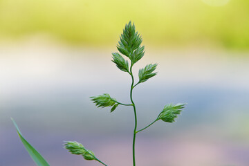 開花前のカモガヤ