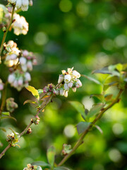 Blueberry flowers