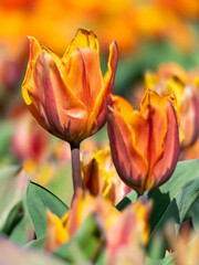 Beautiful tulip flowers in april